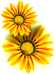 Yellow flower yellow isolated
