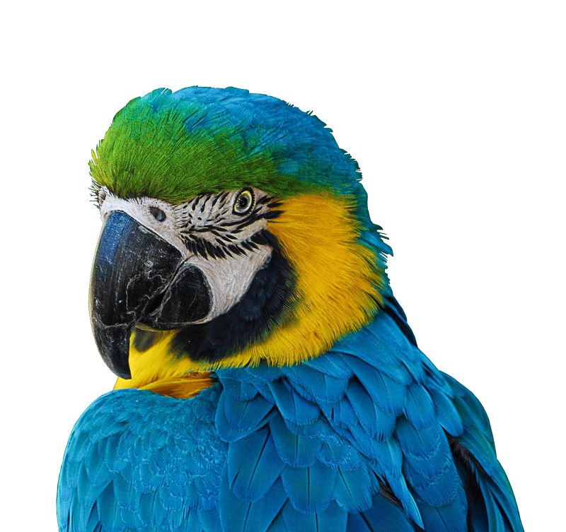 Portrait blue ara