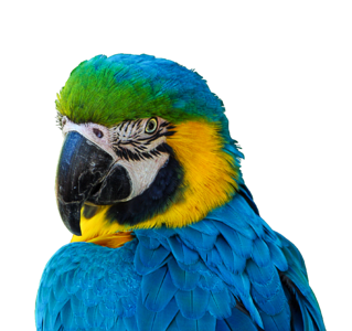 Portrait blue ara