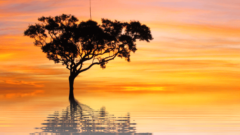 Nature tree isolated