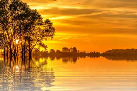 Nature tree isolated
