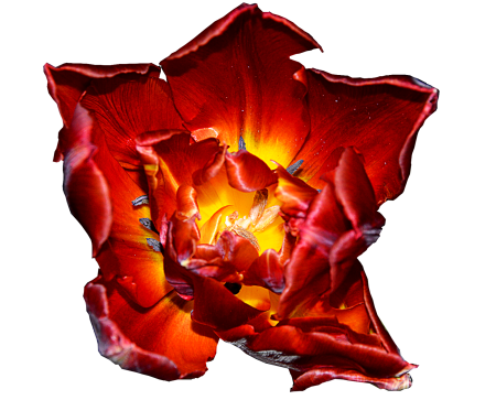Bloom spring isolated