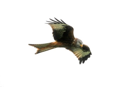 Wildlife nature cutout