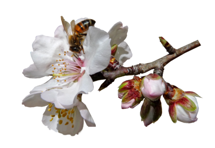 Pollen tree spring