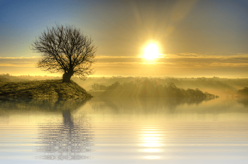 Nature tree isolated