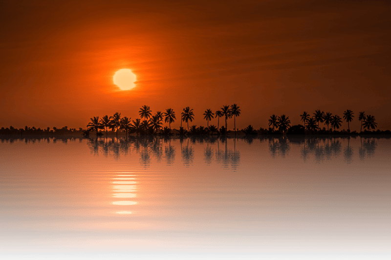 Nature tree isolated