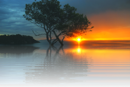 Nature tree isolated