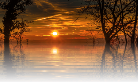 Nature tree isolated