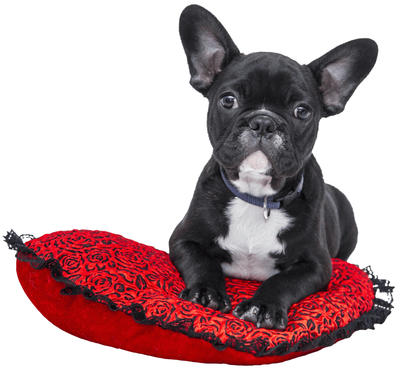 Dog french pet