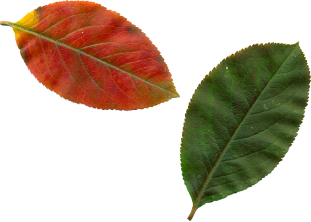 Nature trees red
