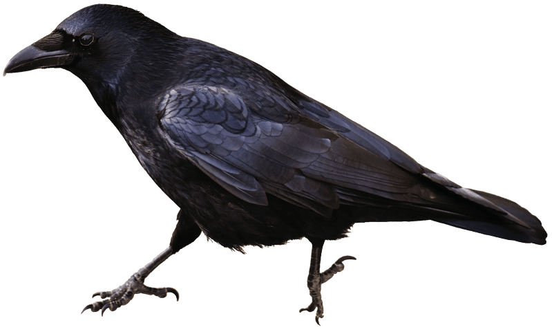 Bird carrion crows animal