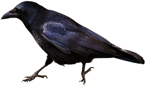 Bird carrion crows animal