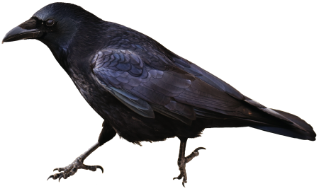Bird carrion crows animal