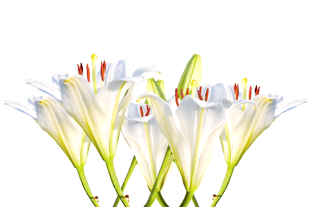 Bloom flower white