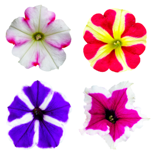 Bloom petunia color