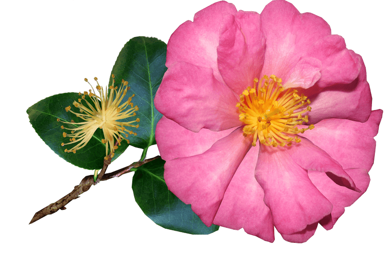 Bloom nature cut out
