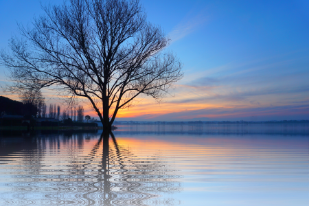 Isolated lone tree atmosphere