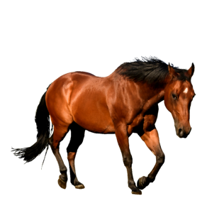 Bay animal equestrian