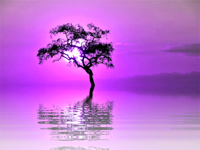 Isolated lone tree atmosphere