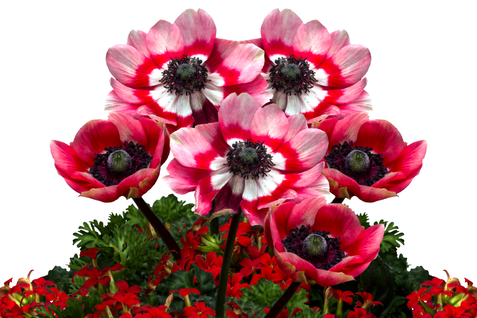 Poppy flower red poppy klatschmohn