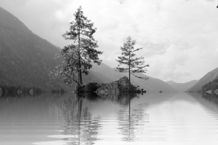 Isolated lone tree atmosphere