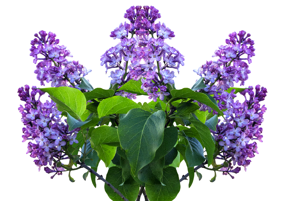 Lilac tree purple flower bush