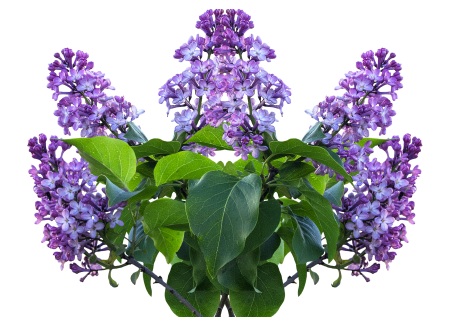 Lilac tree purple flower bush
