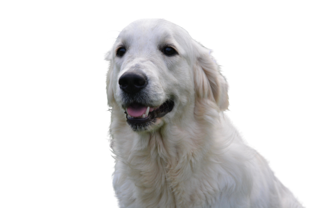 Snout animal wuschelig