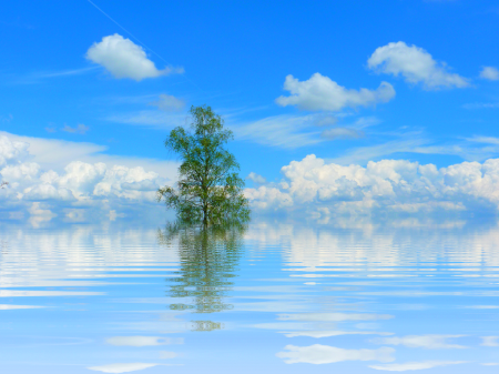 Isolated lone tree atmosphere