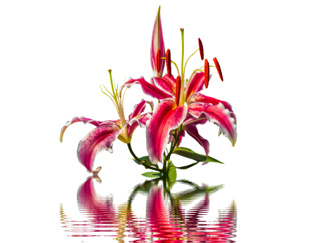 Lilies flower pink lily
