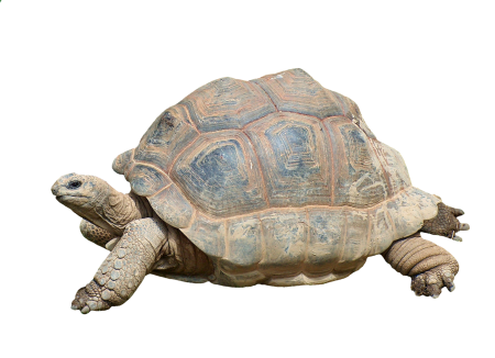 Giant tortoise panzer old