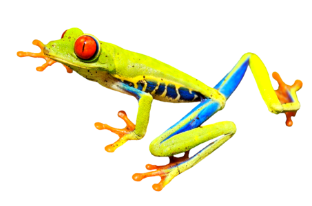Frog red eyes hop