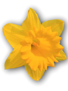 Daffodil yellow isolated