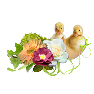 Ducklings chicks egg