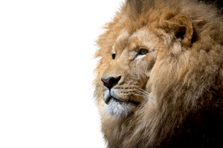 Big cat majestic lion head