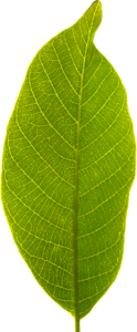 Transparent background cropped green leaf