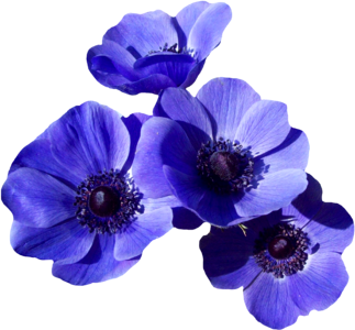 Blue garden flower