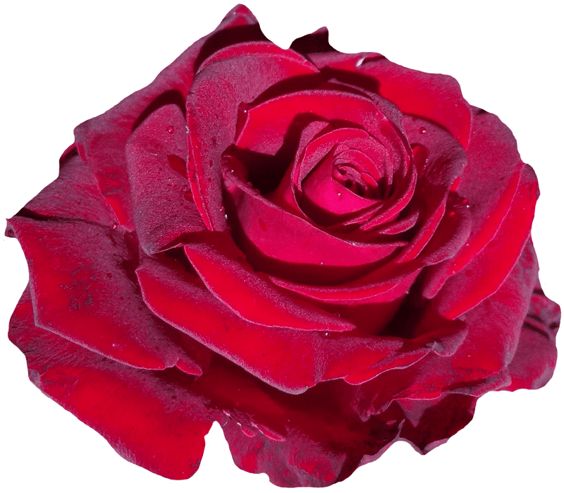 Bloom red rose flower