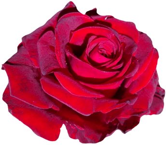 Bloom red rose flower