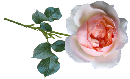 Bloom garden nature