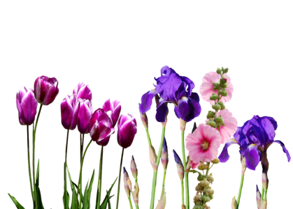 Nature violet tulpenbluete
