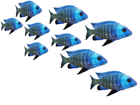 Sea lake water