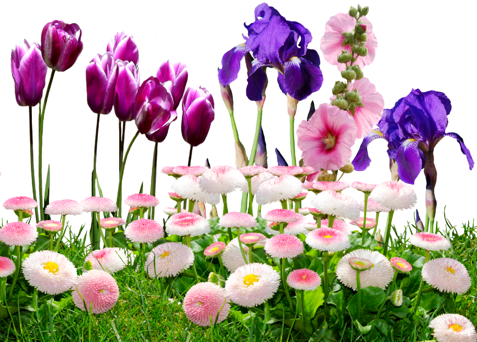 Nature violet tulpenbluete