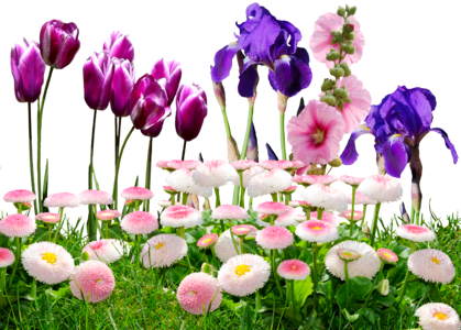 Nature violet tulpenbluete