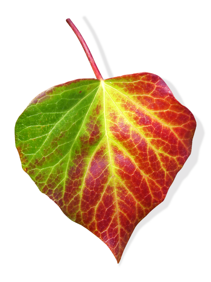 Ivy transparent background green and red leaf