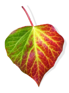 Ivy transparent background green and red leaf
