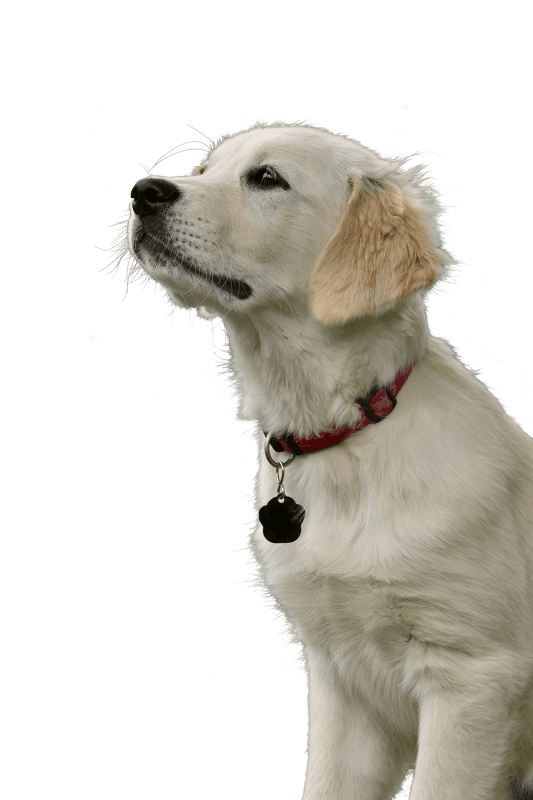 Pet purebred dog animal portrait