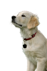 Pet purebred dog animal portrait