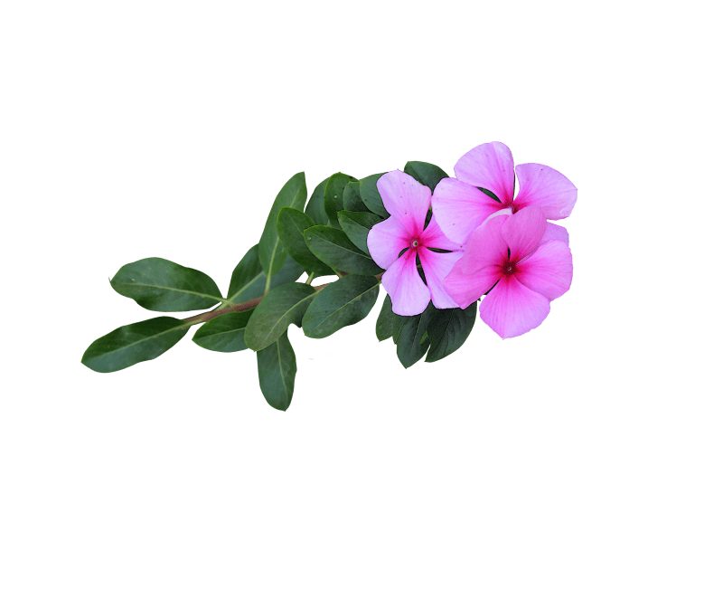 Bloom flowering cutout