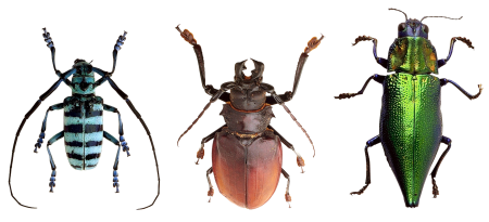 Macro flying insect colorful